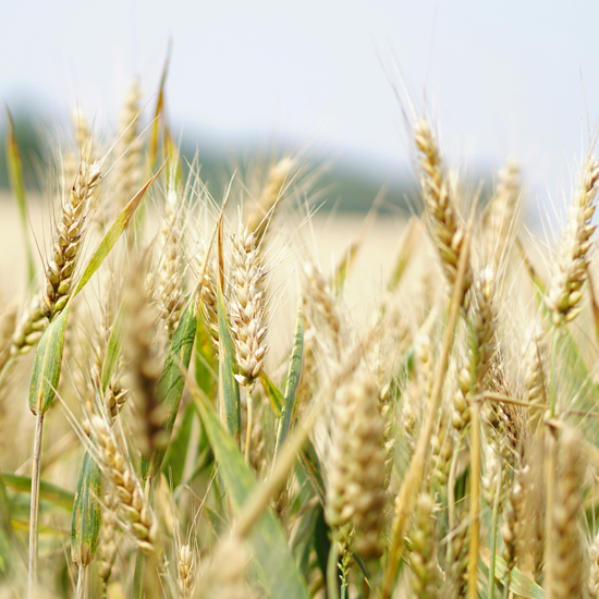 Michigan Ag Drones | Drone Sales | Farm Drone Services | Farm Drones