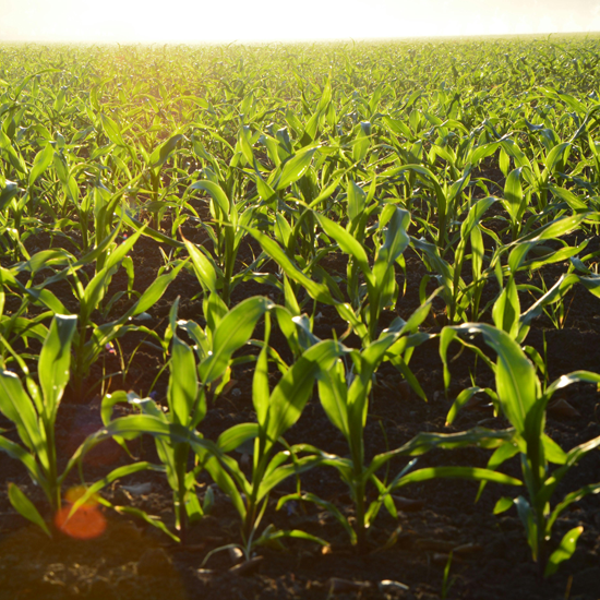 Michigan Ag Drones | Drone Sales | Farm Drone Services | Farm Drones