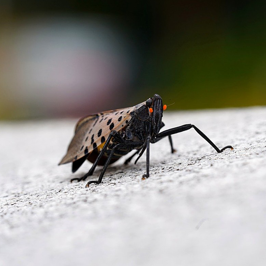 Michigan Ag Drones | Drone Sales | Farm Drone Services | Farm Drones