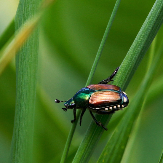 Michigan Ag Drones | Drone Sales | Farm Drone Services | Farm Drones